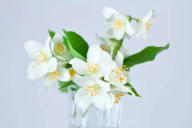 Vector illustration of Mock-orange (Philadelphus) flowers