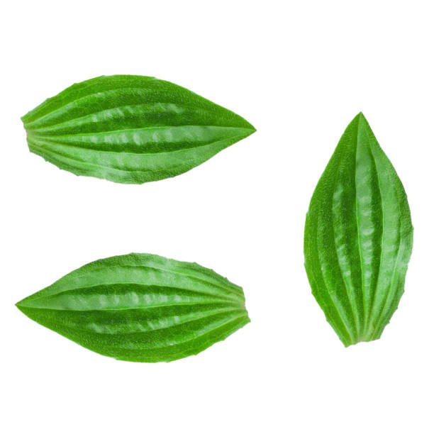 그레이터 플랜테인, 플랜타고 전공 또는 "솔저의 허브" - plantain major herb greater 뉴스 사진 이미지