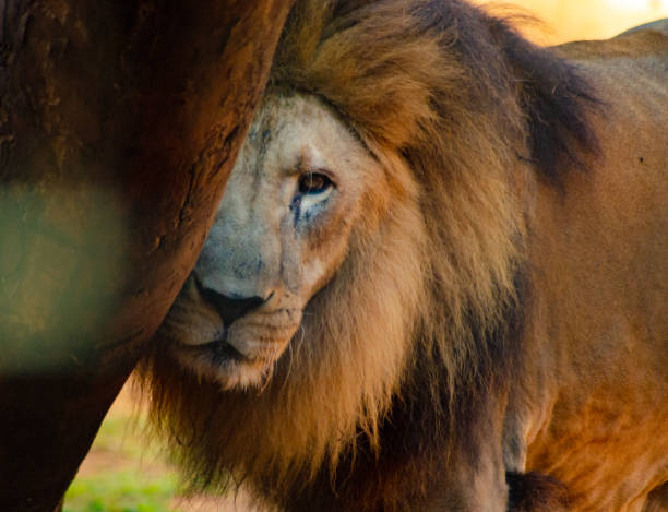 istock Beautiful animals photographed in Brazil with natural light. 1254136708