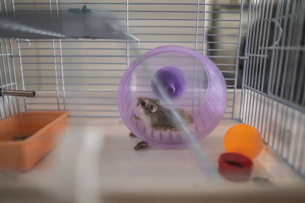 Little hamster in cage running in the wheel, side view