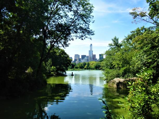 istock Lush green Central Park in New York 1254138546