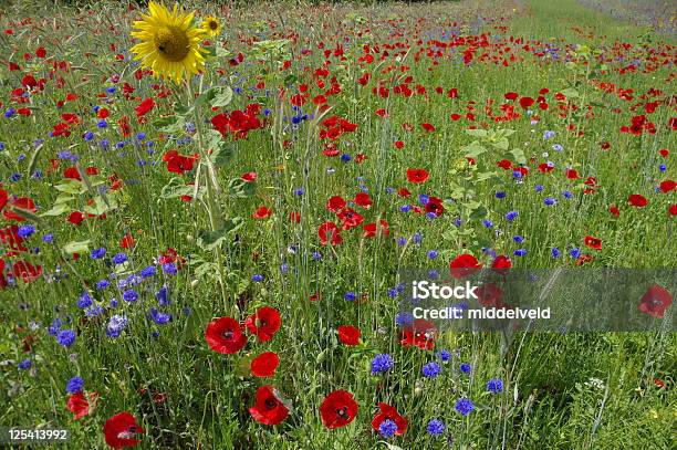 필드 Summerflowers 0명에 대한 스톡 사진 및 기타 이미지 - 0명, 경관, 경외감