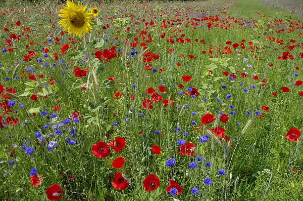 field of summerflowers