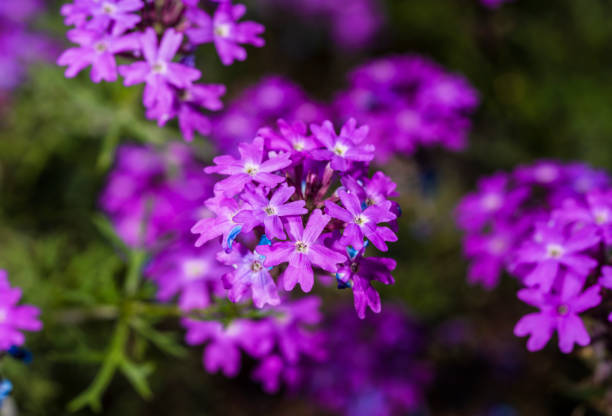 istock macro purple statice flowers in bloom 1254140794