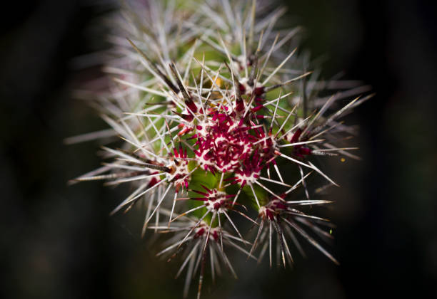 cactus macro piquant - prickly pear pad photos et images de collection