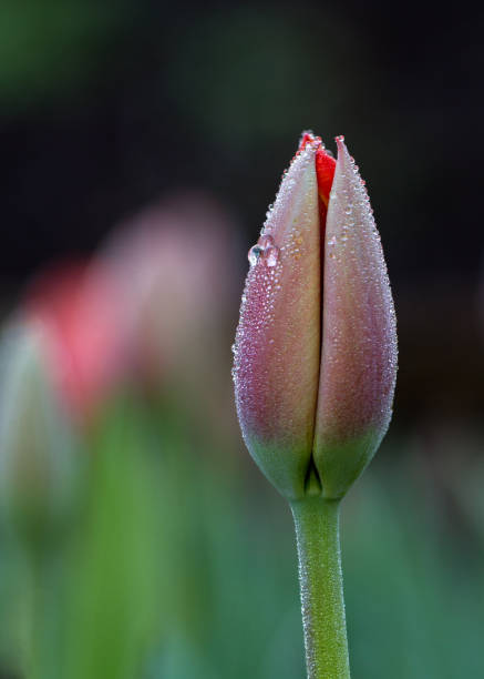 A red tulip flowers with water drop.