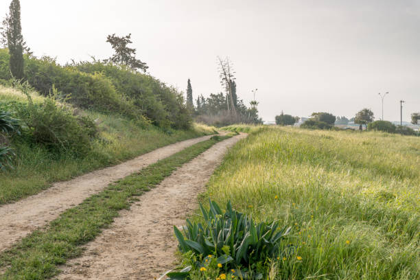 estrada rural no campo com grama fresca no campo perto de larnaca, chipre - street light fog morning country road - fotografias e filmes do acervo