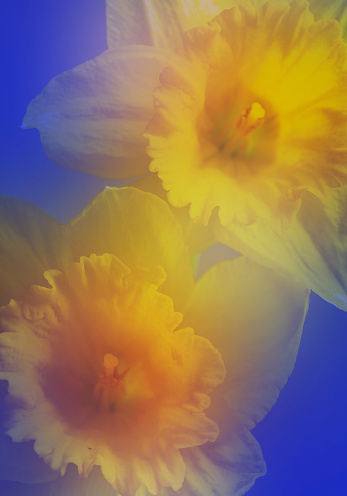 Сlose-up of defocus yellow 
narcissus. Beautiful Nature Background.