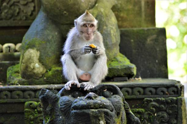 istock Balinese monkey eating in forest  sanctuary 1254145955