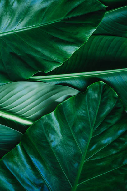 istock tropical leaves, abstract green leaves texture, nature background 1254146149