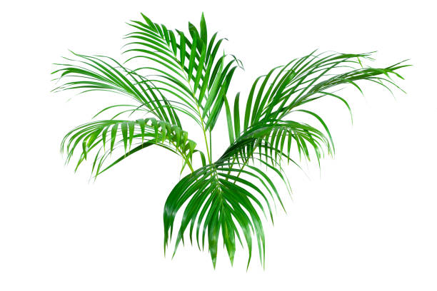 istock tropical leaves, abstract green leaves texture, nature background 1254146182