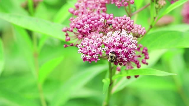 Bumblebee and Milkweed beetle on Swamp Milkweed