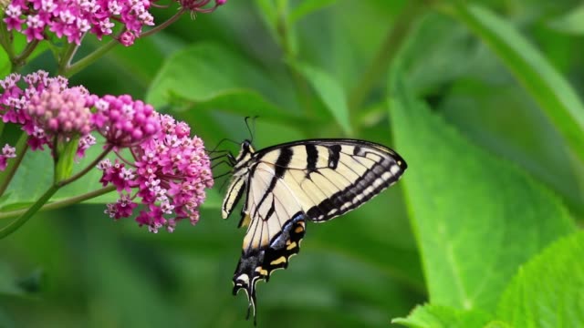 Tiger Swallowtail butterfly on Swamp Milkweed