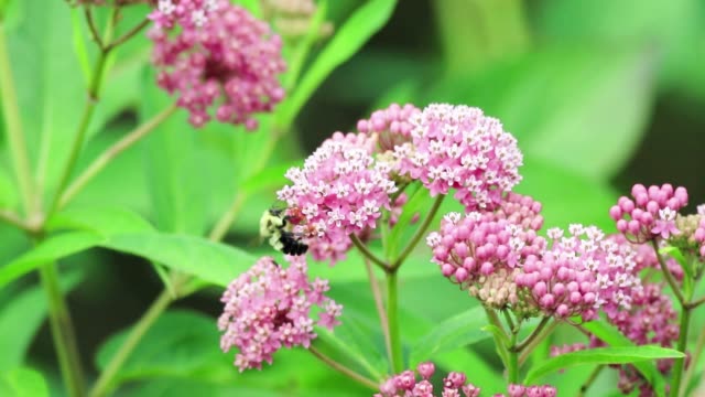 Bumblebee on top of Swamp Milkweed, a beautiful pink pollinator flower with complimentary colors on green