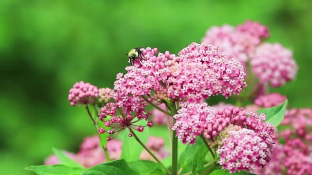 Bumblebee on Swamp Milkweed, a beautiful pink pollinator flower with complimentary colors on green