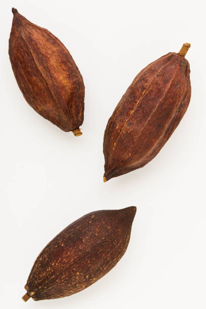 istock High Angle View Of Cocoa pods and cocoa beans 1254148506