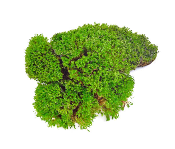 istock Green moss isolated on white bakground 1254150349