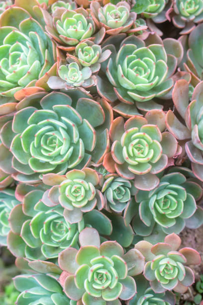 istock Fresh and luxuriant succulents 1254151720