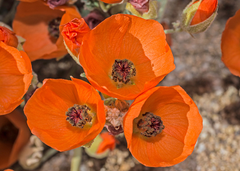 Sphaeralcea ambigua, commonly known as desert globemallow or apricot mallow is found in Joshua Tree National Park, California, Mojave Desert, Sonoran Desert