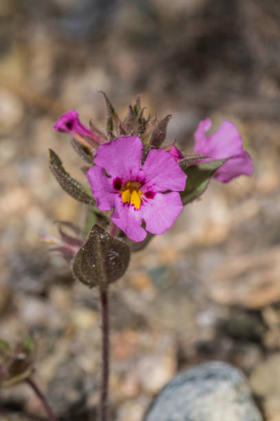 diplacus bigelovii ist eine affenblume, die im joshua tree national park in kalifornien gefunden wurde. phrymaceae. - bigelow stock-fotos und bilder