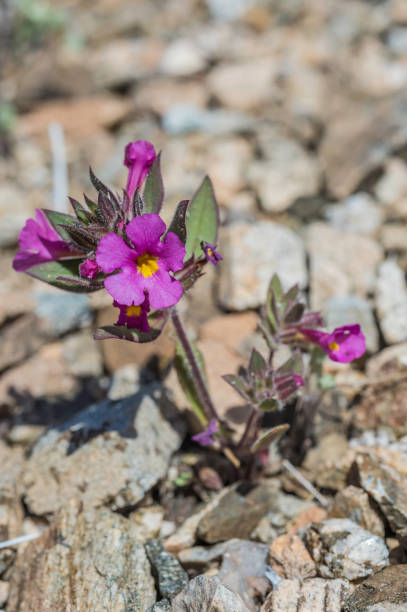 diplacus bigelovii ist eine affenblume, die im joshua tree national park in kalifornien gefunden wurde. phrymaceae. - bigelow stock-fotos und bilder