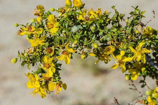 Larrea tridentata is known as creosote bush and greasewood and grows in the open areas of Joshua Tree National Park, California.  \
