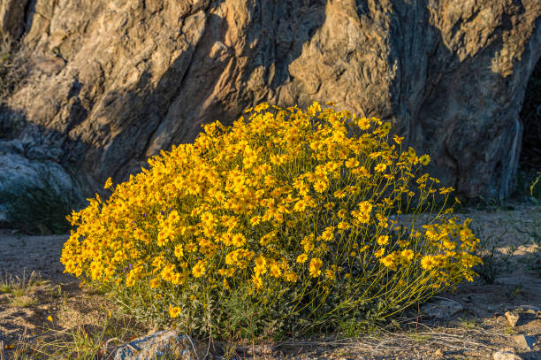 脆いブッシュ、エンセリアファリノーサ、ジョシュアツリー国立公園、カリフォルニア州、モハベ砂漠 - brittlebush ストックフォトと画像