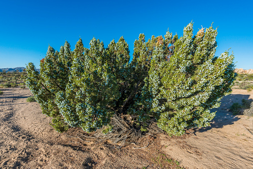 California juniper, Juniperus californica, Joshua Tree National Park, California, Mojave Desert.  \