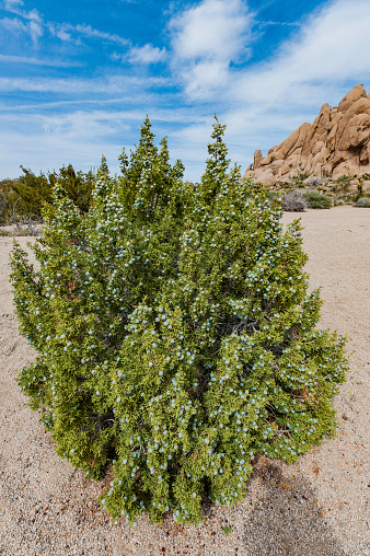 California juniper, Juniperus californica, Joshua Tree National Park, California, Mojave Desert.  \