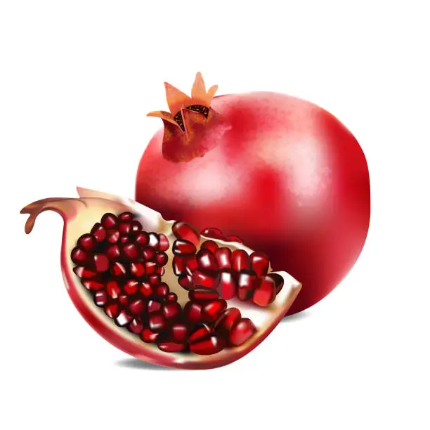 Vector illustration of Vector realistic illustration of pomegranate. on a white background