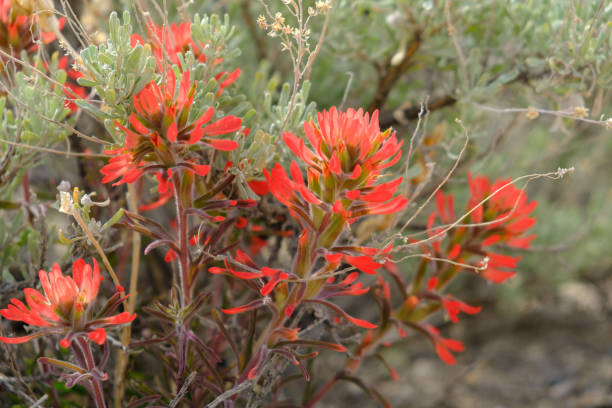 istock Indian Paintbrush Close-up 1254160562
