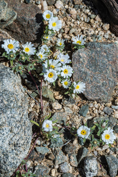 istock Monoptilon bellioides, the desert star, also called Mojave desertstar is found in Joshua Tree National Park, California 1254162478