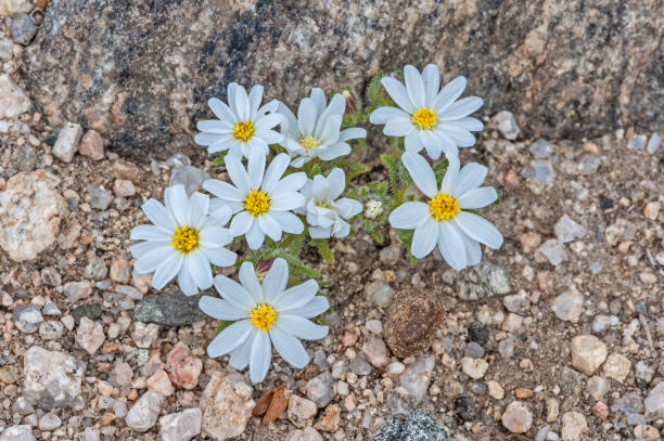 istock Monoptilon bellioides, the desert star, also called Mojave desertstar is found in Joshua Tree National Park, California 1254162479