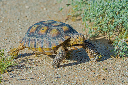 The Desert Tortoise, Gopherus agasszii, is found in Joshua Tree National Park, California