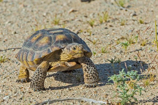 la tartaruga del deserto, gopherus agasszii, si trova nel joshua tree national park, california - desert tortoise foto e immagini stock