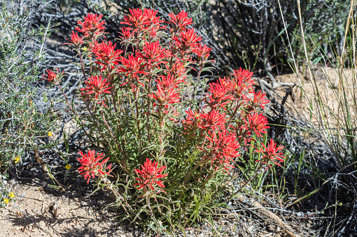 Castilleja angustifolia or Castilleja chromosa is a species of wildflower known by the common names northwestern Indian paintbrush and desert Indian paintbrush grows mainely in the Mojave part of Joshua Tree National Park, California