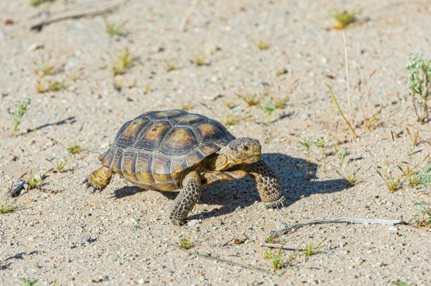 la tartaruga del deserto, gopherus agasszii, si trova nel joshua tree national park, california - desert tortoise foto e immagini stock