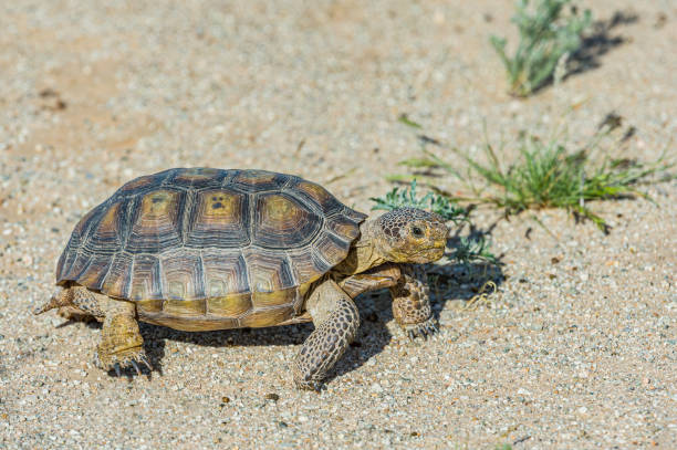 la tartaruga del deserto, gopherus agasszii, si trova nel joshua tree national park, california - desert tortoise foto e immagini stock