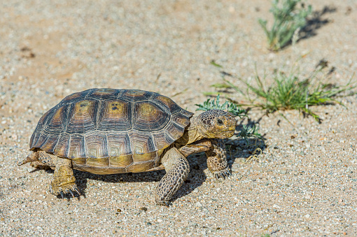 The Desert Tortoise, Gopherus agasszii, is found in Joshua Tree National Park, California