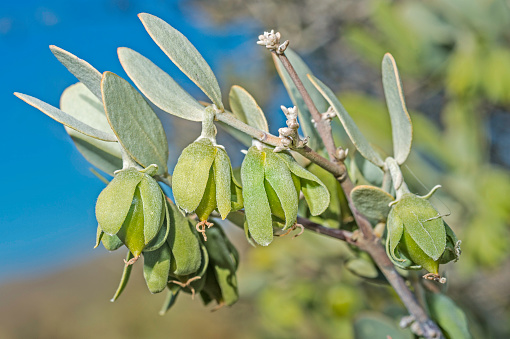 Jojoba, Simmondsia chinensis, Joshua Tree National Park, California, Mojave Desert. Simmondsiaceae. Female plant.
