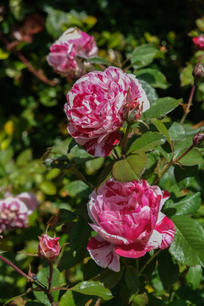 istock Cream and red striped roses in bloom 1254163275