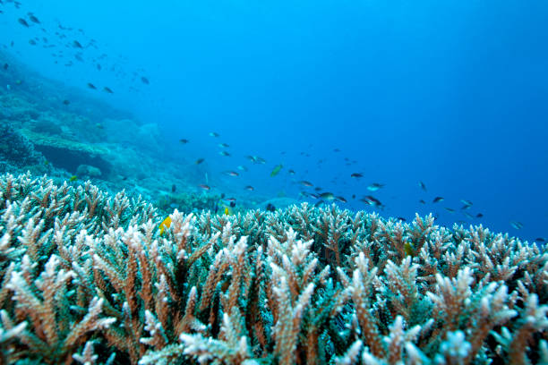 istock Beautiful coral reef in Indonesia 1254163280