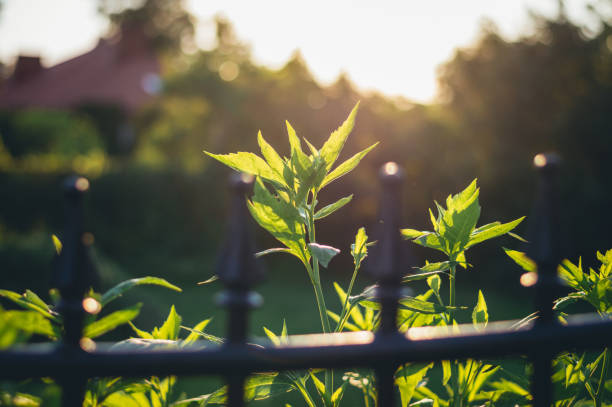 istock Green Plant Behind iron fence on a sunset 1254164475
