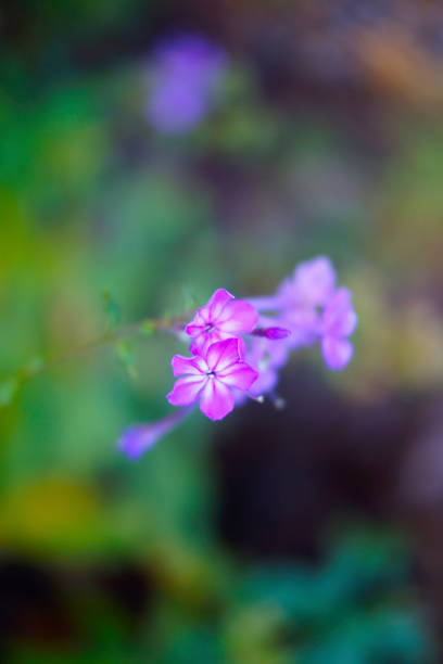 istock The purple flowers are blooming. 1254165110