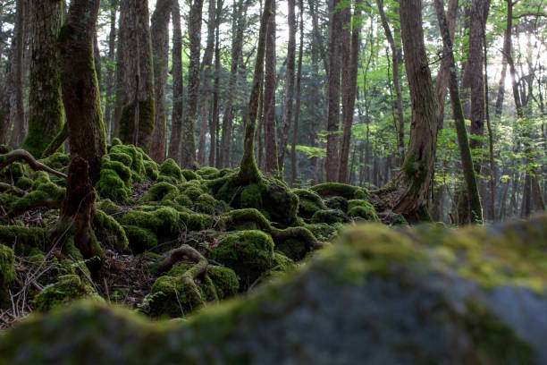 istock Aokigahara suicide forest in fuji mountain 1254166496