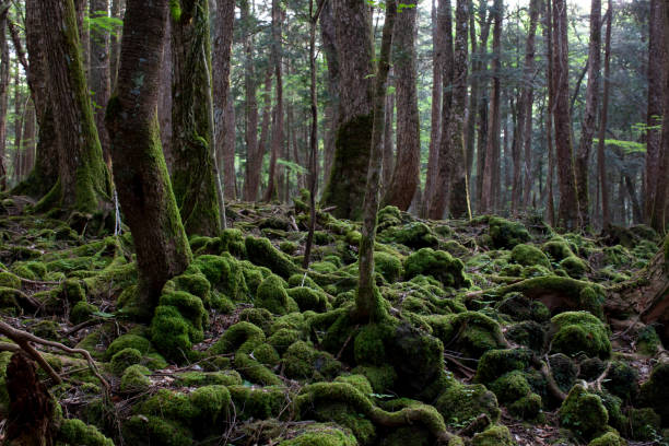 istock Aokigahara suicide forest in japan 1254166552