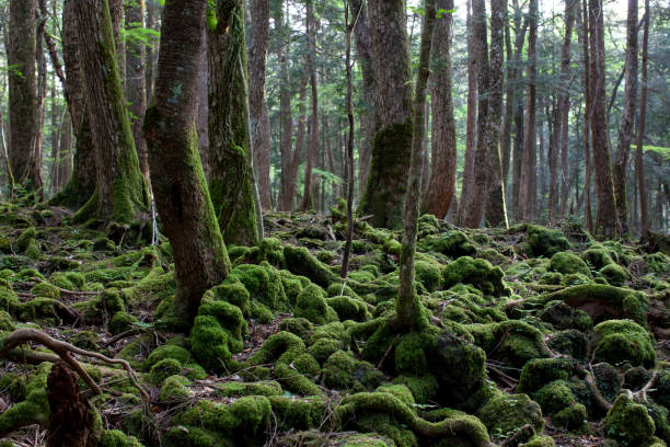 foresta suicida di aokigahara in giappone - horror monster spooky movie foto e immagini stock