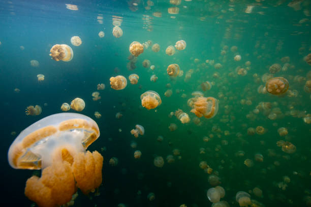 lago jerryfish en palau - jellyfish sea green underwater fotografías e imágenes de stock