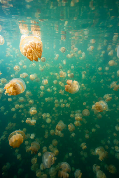 istock Jerryfish lake in palau 1254167217