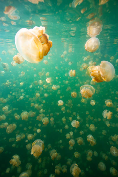 istock Jerryfish lake in palau 1254167221